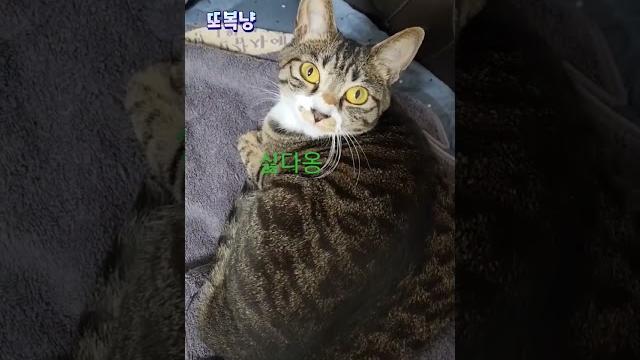 깡패 또복냥#또복이#대전동산교회 #동물쇼츠 #순덕 tv#shorts 깡패 또복냥#또복이#대전동산교회 #동물쇼츠 #순덕 tv#shorts