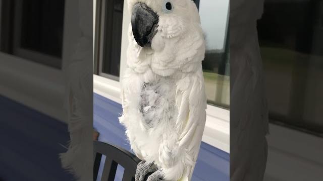 Cockatoo listening to rain drum Cockatoo listening to rain drum
