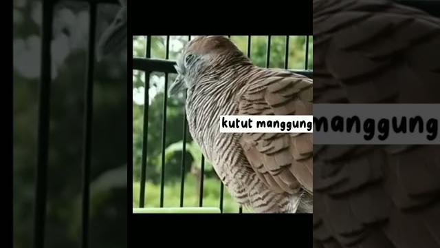 Perkutut irama #perkutut #perkututlokalgacor #perkututirama #perkututnusantara #pancinganperkutut Perkutut irama #perkutut #perkututlokalgacor #perkututirama #perkututnusantara #pancinganperkutut