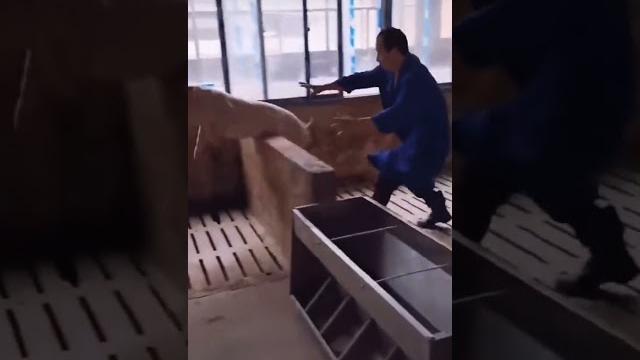 #свинка#пеппа#поросята#юмор #свинка#пеппа#поросята#юмор