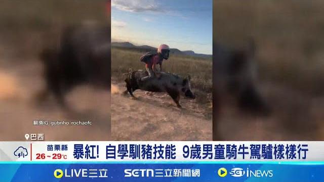 騎豬上學1分鐘到校 影片狂吸7169萬次觀看 全球最狂"野豬騎士" 巴西男童每天騎豬上學 暴紅! 自學馴豬技能 9歲男童騎牛駕驢樣樣行 │記者 盧睿鋐│國際關鍵字20250613│三立inews 騎豬上學1分鐘到校 影片狂吸7169萬次觀看 全球最狂"野豬騎士" 巴西男童每天騎豬上學 暴紅! 自學馴豬技能 9歲男童騎牛駕驢樣樣行 │記者 盧睿鋐│國際關鍵字20250613│三立inews