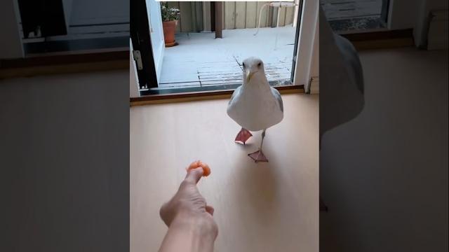 This man rescued a distressed seagull and then this happened... This man rescued a distressed seagull and then this happened...
