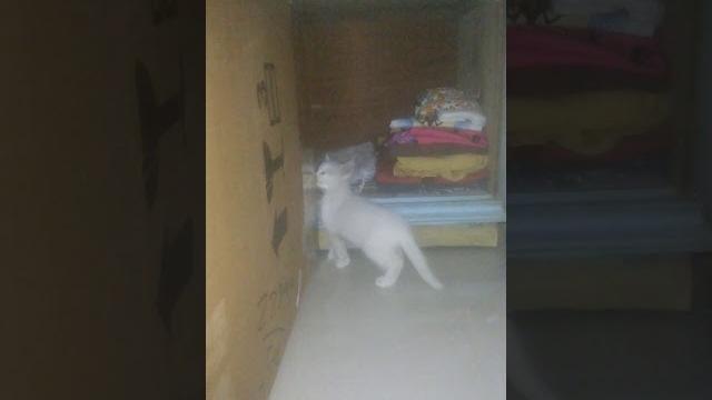 Kucing persia vindy andara Kucing persia vindy andara