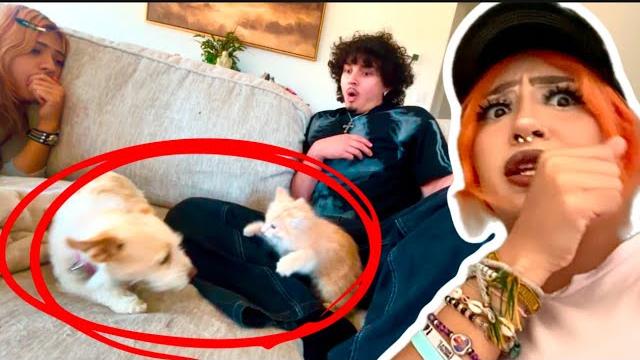 Emo girls cat fought my dog Emo girls cat fought my dog