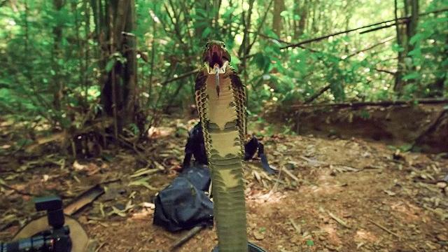 Chasing the king cobra Chasing the king cobra
