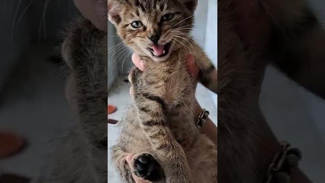 Cats sound - baby cat meowing Cats sound - baby cat meowing