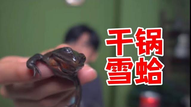 小伙试吃干锅雪蛤(林蛙) 小伙试吃干锅雪蛤(林蛙)