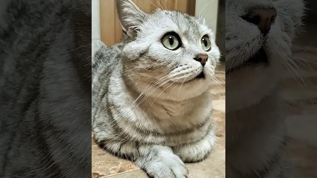 У кота проблемы #cat #видосыоткота #юмор #веселыекоты #кот #прикольныекоты #котики #кошка #котики У кота проблемы #cat #видосыоткота #юмор #веселыекоты #кот #прикольныекоты #котики #кошка #котики