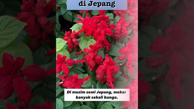 Bunga-bunga di musim semi jepang Bunga-bunga di musim semi jepang