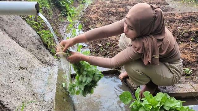 Keseruan panen sayur bayam bareng ika suzy Keseruan panen sayur bayam bareng ika suzy