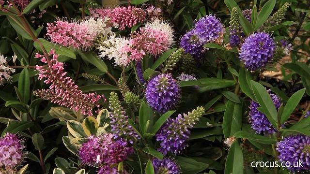 How to grow hebes | crocus.co.uk How to grow hebes | crocus.co.uk