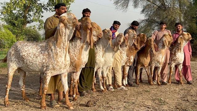 Qurbani 2025 k vip 150 biggest bakron ka sauda bakra mandi 2025 ll bakra eid 2025 ll cow mandi 2025 Qurbani 2025 k vip 150 biggest bakron ka sauda bakra mandi 2025 ll bakra eid 2025 ll cow mandi 2025