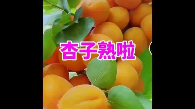 杏子熟了 #杏子熟了 杏子熟了 #杏子熟了