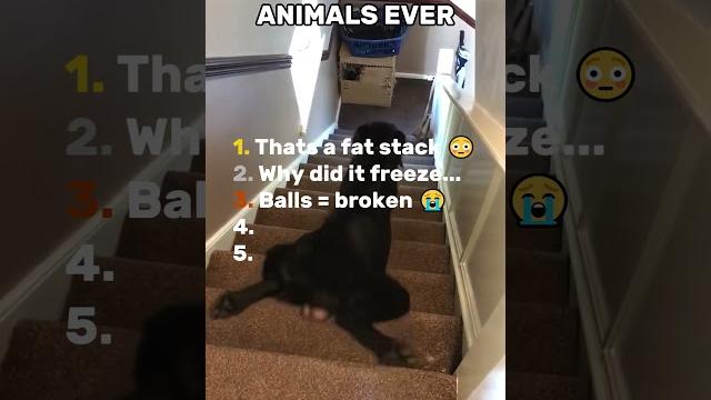 Funniest animals ever bro has a fat stack... Funniest animals ever bro has a fat stack...
