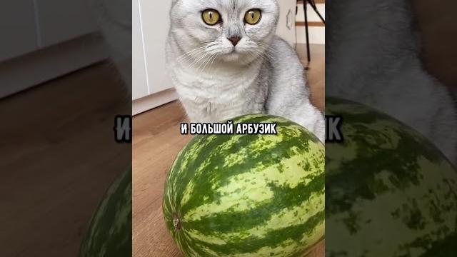 Смешные коты - майя Смешные коты - майя