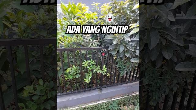 Ada yang ngintip⁉️ #trending #shorts #shortsviral #fypシ゚viral #fyp #petualangan #horror #anomali Ada yang ngintip⁉️ #trending #shorts #shortsviral #fypシ゚viral #fyp #petualangan #horror #anomali