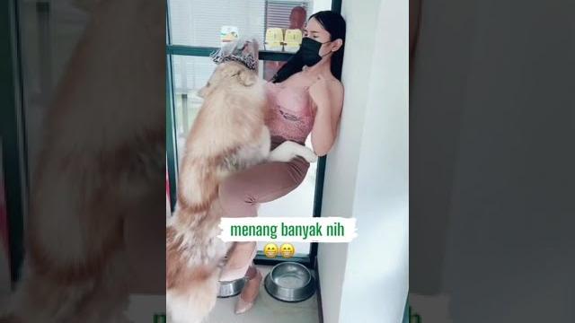 Amazing : si anjing menang banyak Amazing : si anjing menang banyak