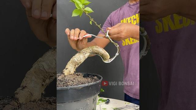 Making extreme bougainvillea bonsai Making extreme bougainvillea bonsai