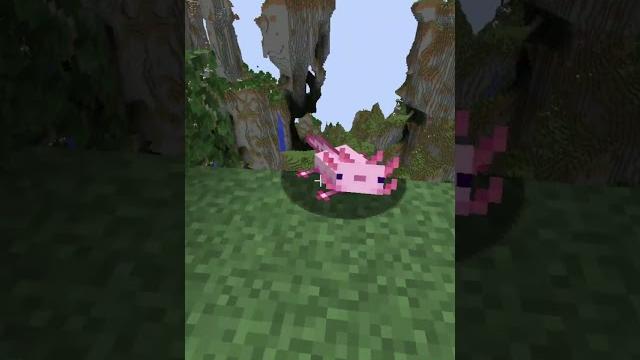 My pet axolotl tried to fly in minecraft! #shorts My pet axolotl tried to fly in minecraft! #shorts