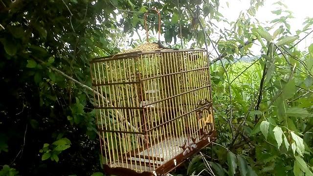 Curió caranbela..07/01/2019 Curió caranbela..07/01/2019
