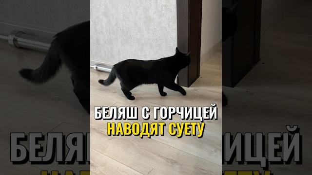 Беляш с горчицей наводят суету #питомцы #кот #кошка Беляш с горчицей наводят суету #питомцы #кот #кошка