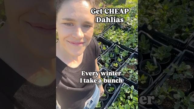 Check the channel for in depth videos on dahlia cuttings! #dahlias #gardening #cuttings #flowers Check the channel for in depth videos on dahlia cuttings! #dahlias #gardening #cuttings #flowers