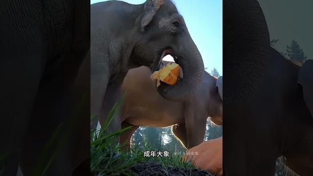 大象為啥踩爛食物再吃?踩碎後口感會更好?這操作其實非常聰明! 大象為啥踩爛食物再吃?踩碎後口感會更好?這操作其實非常聰明!