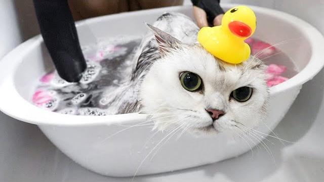 猫咪洗澡,逃跑不说还生气咬人!|花花与三猫 cat live 猫咪洗澡,逃跑不说还生气咬人!|花花与三猫 cat live