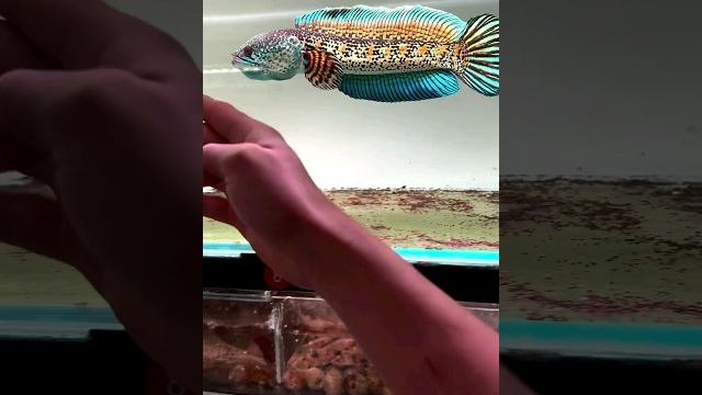 Meet the rare barca snakehead fish! #shorts Meet the rare barca snakehead fish! #shorts