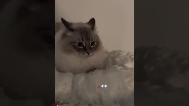 I like animals 50 I like animals 50