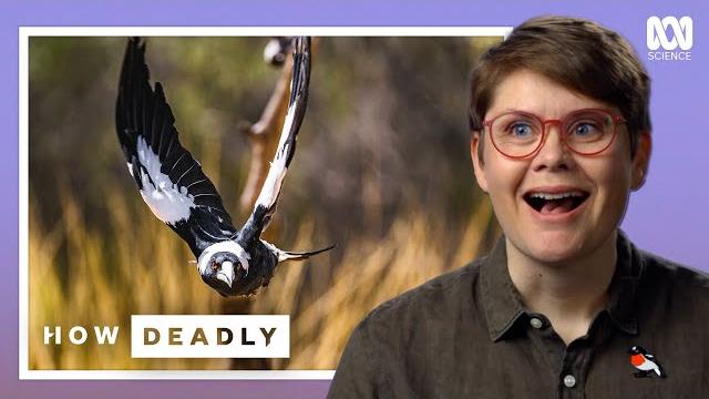 Are magpies australia's smartest bird? Are magpies australia's smartest bird?