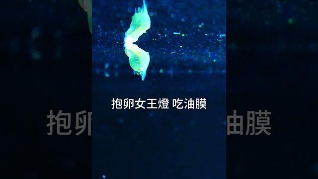 抱卵的女王燈 吃油膜高手 觀賞工具魚 抱卵的女王燈 吃油膜高手 觀賞工具魚