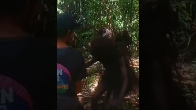 Suku mante pedalaman aceh #shorts Suku mante pedalaman aceh #shorts