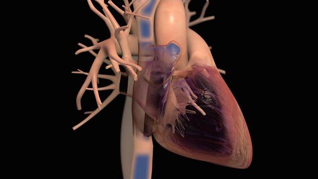 Anatomy and function of the heart Anatomy and function of the heart