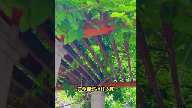 這個花種下去,春天能賞花,夏天能乘涼#紫藤 #花卉綠植 #家庭種植 這個花種下去,春天能賞花,夏天能乘涼#紫藤 #花卉綠植 #家庭種植