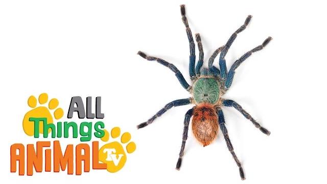 * spider * | animals for kids | all things animal tv * spider * | animals for kids | all things animal tv