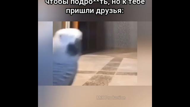 Попугай матерится #274 Попугай матерится #274