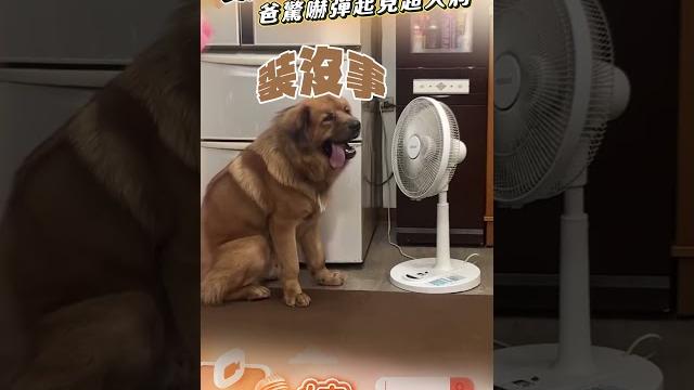 獒犬突飆速「破門而出」超大洞 爸「驚嚇彈起」眾人見慘況傻眼|tvbs新聞@tvbsnews01 獒犬突飆速「破門而出」超大洞 爸「驚嚇彈起」眾人見慘況傻眼|tvbs新聞@tvbsnews01
