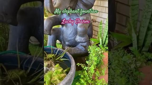They said #elephant #shortvideo #shortsfeed #garden #lucky #fountain #charm #upnext #homefeed #time They said #elephant #shortvideo #shortsfeed #garden #lucky #fountain #charm #upnext #homefeed #time