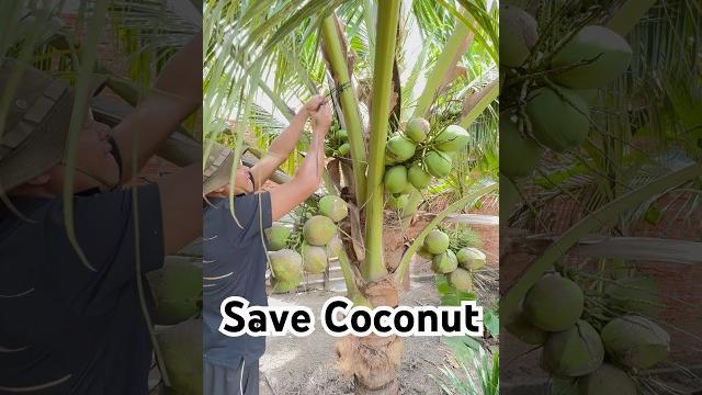 Tied up coconut #coconut #shortvideo #farming Tied up coconut #coconut #shortvideo #farming