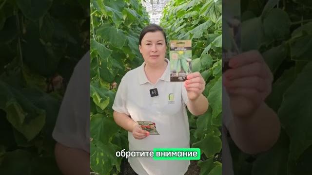Топ-3 вкусных гибрида огурцов! самые вкусные огурцы для маринования и консервирования. Топ-3 вкусных гибрида огурцов! самые вкусные огурцы для маринования и консервирования.
