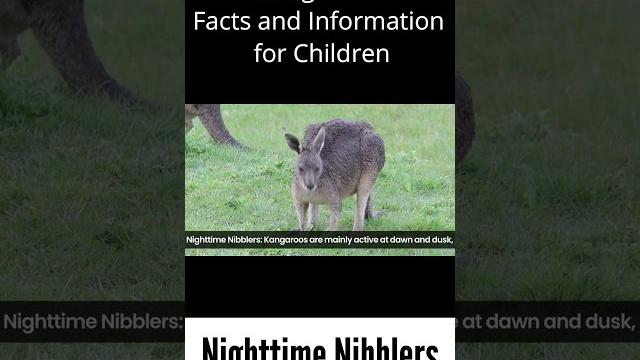 Nighttime nibblers - kangaroos facts and information - #kangaroo #child #kid #kangaroos #night #time Nighttime nibblers - kangaroos facts and information - #kangaroo #child #kid #kangaroos #night #time