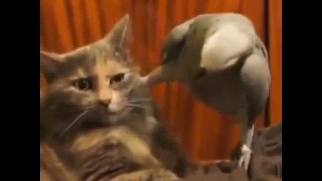 Попугай наезжает на кота))) Попугай наезжает на кота)))