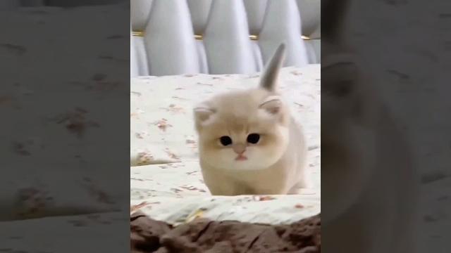 Cute baby kitten sound ️ #shorts Cute baby kitten sound ️ #shorts