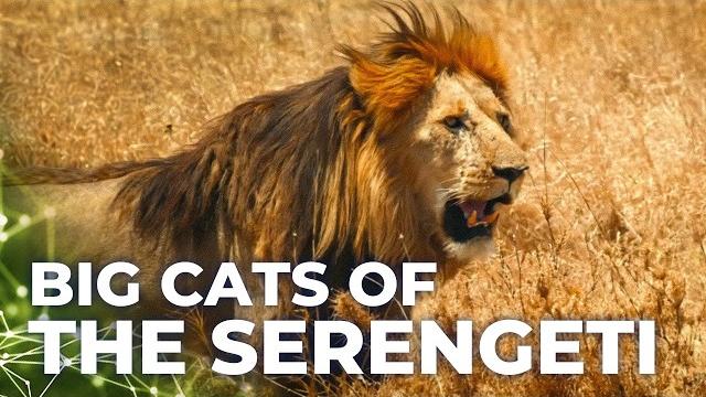 Predators in peril | the big cats in the savannah Predators in peril | the big cats in the savannah