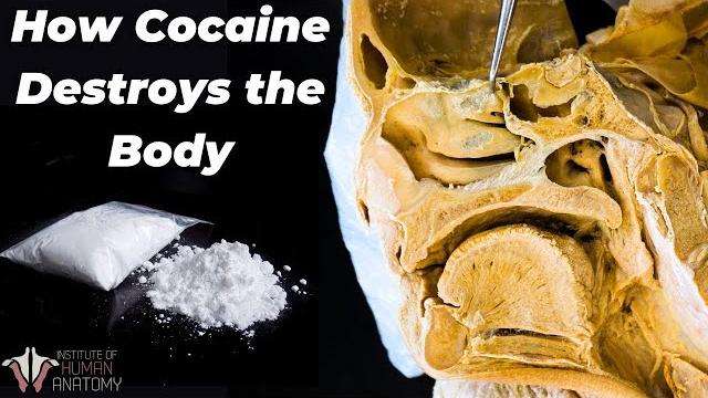 Why cocaine is so incredibly dangerous Why cocaine is so incredibly dangerous