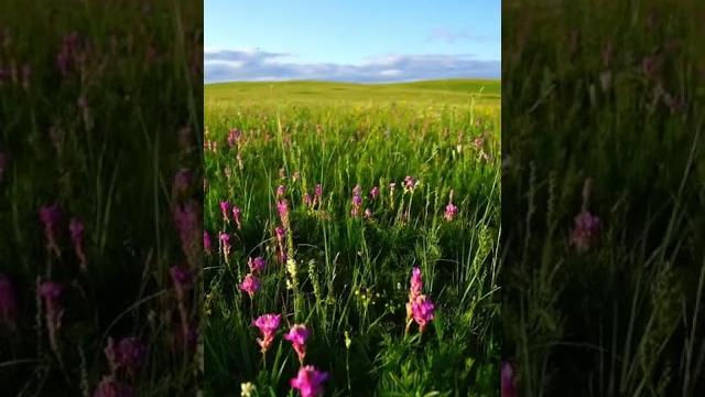 Beautiful chinese plains #trending #funny #viral #tiktok #shorts #抖音 #tictoc #addison #yoga #douyin Beautiful chinese plains #trending #funny #viral #tiktok #shorts #抖音 #tictoc #addison #yoga #douyin