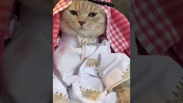 Sister minnie meets brother bademm a turkish one #catlovers Sister minnie meets brother bademm a turkish one #catlovers