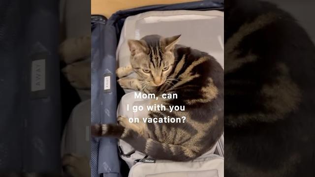 The hardest part about traveling. #cat #viralvideo #youtubeshorts #foryou #love #cute #pet #travel The hardest part about traveling. #cat #viralvideo #youtubeshorts #foryou #love #cute #pet #travel