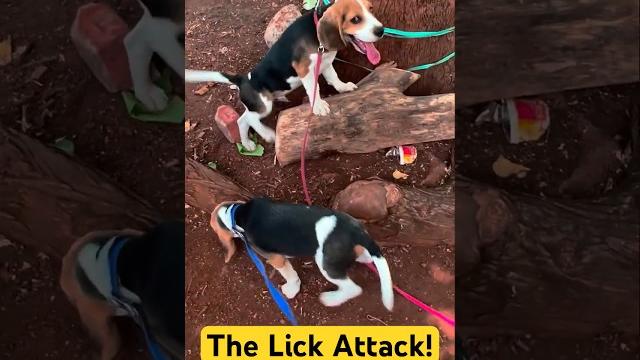 The lick attack: beagle bros gone wild! #beagle #beaglecrew #puppy #doglife #pets #beagle #dogvlog The lick attack: beagle bros gone wild! #beagle #beaglecrew #puppy #doglife #pets #beagle #dogvlog